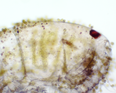 Colacium vesiculosum