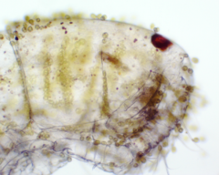 Colacium vesiculosum