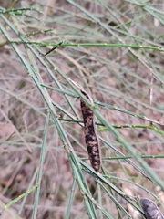 Cytisus scoparius