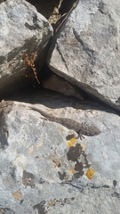 Mediodactylus kotschyi