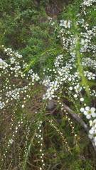 Leptospermum juniperinum