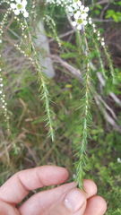 Leptospermum juniperinum