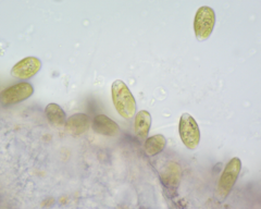 Colacium vesiculosum