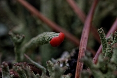 Cladonia