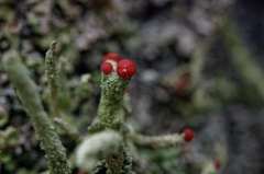 Cladonia