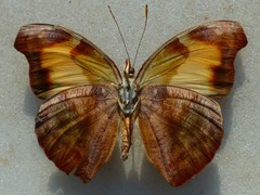 Catonephele mexicana