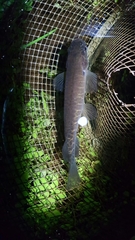 Banded Kokopu photo 2