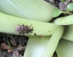 Otiorhynchus singularis