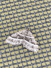 Chrysolarentia subrectaria