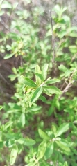 Salvia munzii