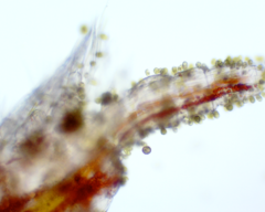 Colacium vesiculosum