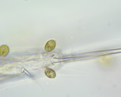 Colacium vesiculosum