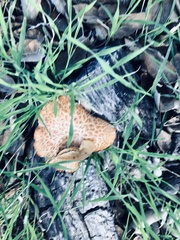 Polyporus decurrens