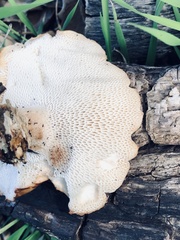 Polyporus decurrens