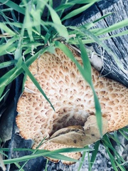 Polyporus decurrens