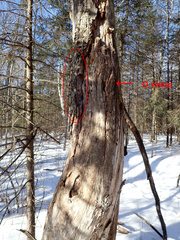 Orbilia xanthoguttulata