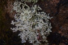 Stereocaulon sterile