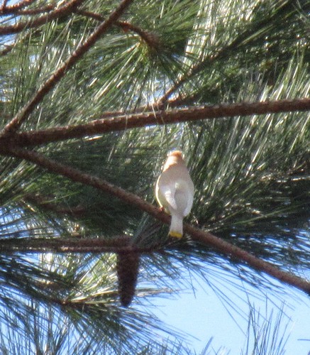 Cedar Waxwing photographed in South Carolina