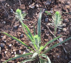 Plantago aristata