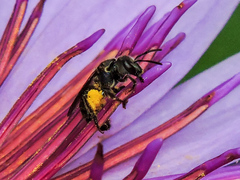 Augochlora nigrocyanea