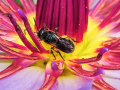 Augochlora nigrocyanea