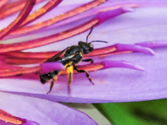 Augochlora nigrocyanea