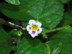 Gesnerieae