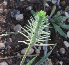 Plantago aristata