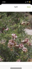 Lippia formosa