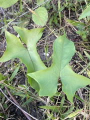 Ipomoea alba