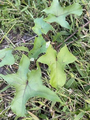 Ipomoea alba