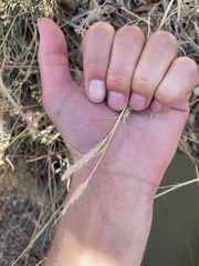 Muhlenbergia alopecuroides