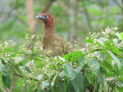 Ortalis erythroptera