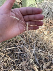 Muhlenbergia alopecuroides