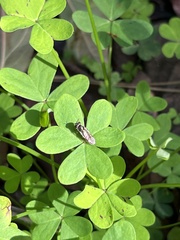 Platycheirus trichopus