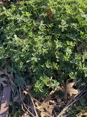 Lupinus texensis