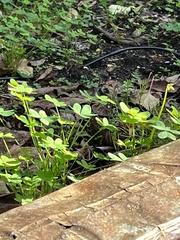 Platycheirus trichopus