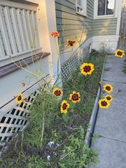 Coreopsis basalis