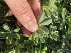 Lupinus texensis