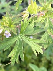 Geranium