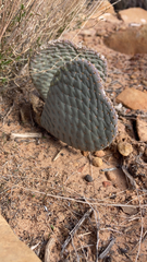 Opuntia basilaris