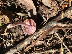 Cortinarius archeri