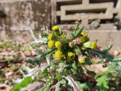 Senecio vulgaris