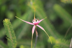 Caladenia decora