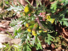 Senecio vulgaris