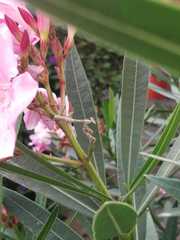 Mantodea