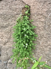 Oldenlandia salzmannii