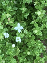Oldenlandia salzmannii