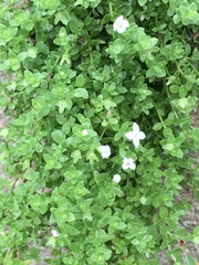 Oldenlandia salzmannii