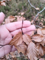 Fagus sylvatica